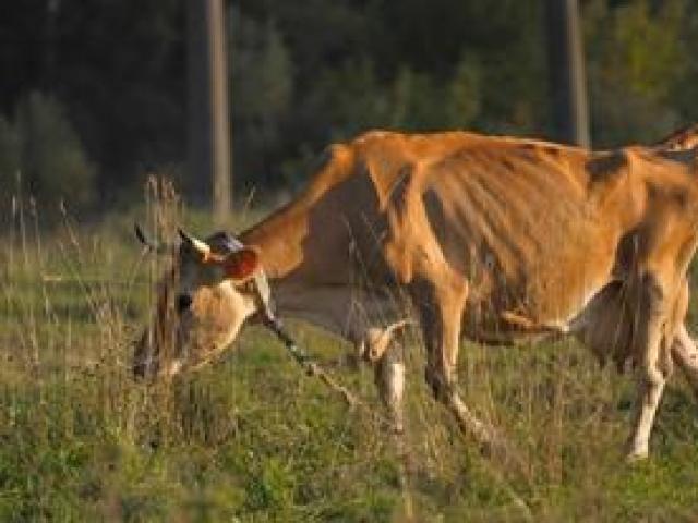 Drömtydning: varför drömmer en ko, vad betyder det att se en ko i en dröm