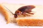 Výklad snu: Prečo snívate o šváboch - Čo môžete od takého sna očakávať!